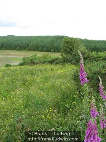 Lough Nasool Drained (2006)